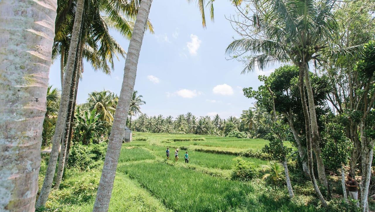 Tejaprana Resort & Spa Ubud Exteriér fotografie A paddy field in Sri Lanka